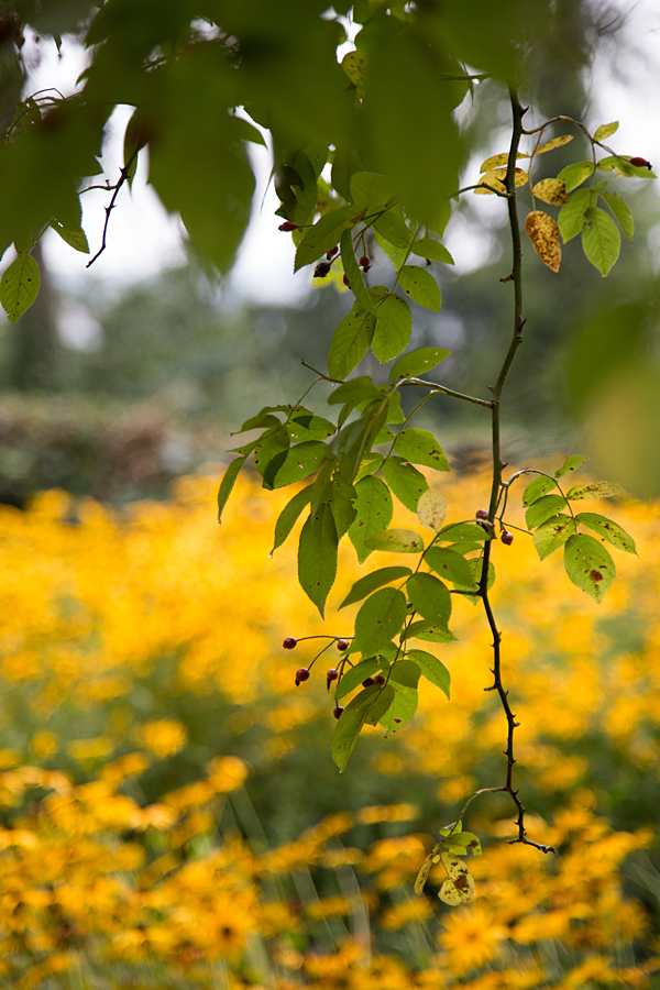 team